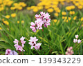 Pink flowers blooming in a spring field 139343229