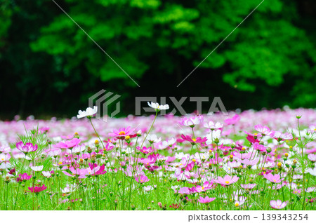 "A vibrant field of cosmos flowers in full bloom in Yamaga City, Kumamoto Prefecture." "A vibrant field of cosmos flowers in full bloom in Yamaga City, Kumamoto Prefecture." 139343254