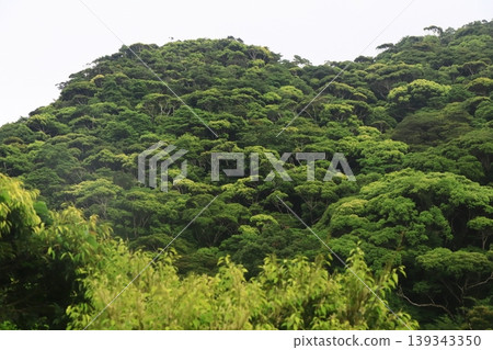 Fresh green Yanbaru Kunigami Village, Okinawa Prefecture 139343350
