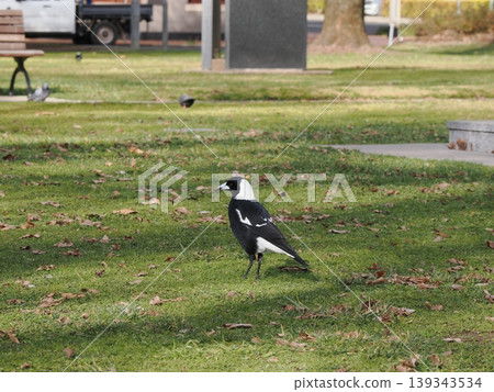 A magpie stands peacefully on the park's lawn. A magpie stands peacefully on the park's lawn. 139343534