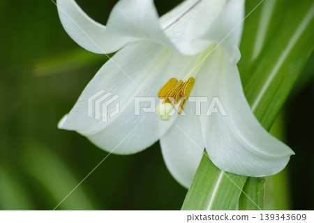 Takasago lily Takasago lily 139343609