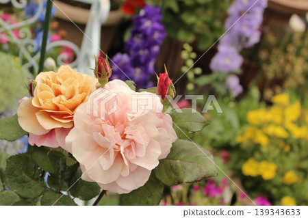 A thoughtful, moist pink rose A thoughtful, moist pink rose 139343633