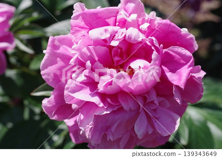 盛開的深粉紅色牡丹花。 盛開的深粉紅色牡丹花。 139343649