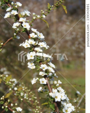 白花 白花 139343691
