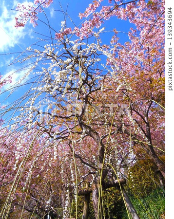 梅花和櫻花 梅花和櫻花 139343694