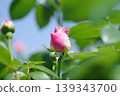 Rose bud 139343700