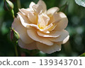 Close-up of roses in full bloom 139343701