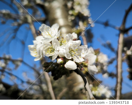 White cherry blossoms against the azure sky White cherry blossoms against the azure sky 139343718