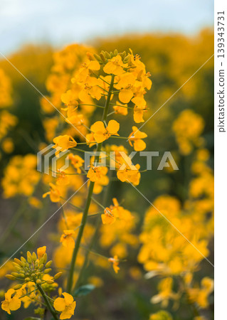 Close up of yellow rapeseed flowers blooming in agricultural field at sunset, spring nature background for farming, ecology and sustainable agriculture concepts Close up of yellow rapeseed flowers blooming in agricultural field at sunset, spring nature background for farming, ecology and sustainable agriculture concepts 139343731