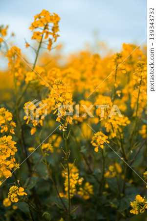 Close up of yellow rapeseed flowers blooming in agricultural field at sunset, spring nature background for farming, ecology and sustainable agriculture concepts Close up of yellow rapeseed flowers blooming in agricultural field at sunset, spring nature background for farming, ecology and sustainable agriculture concepts 139343732