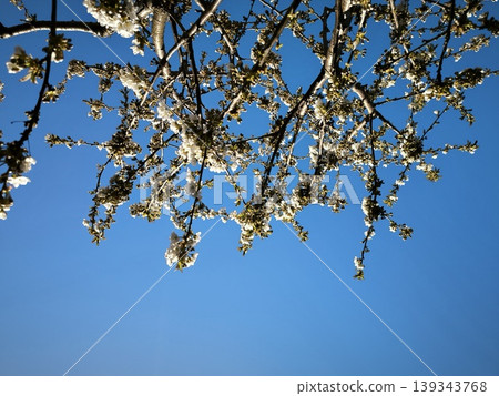 Blue sky and flowering tree branches Blue sky and flowering tree branches 139343768