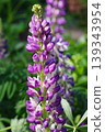 Purple lupines in full bloom 139343954