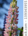 Pink lupines in full bloom 139343955