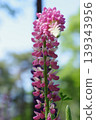 Dark pink lupines, in full bloom and bent. 139343956