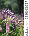Lupines in full bloom, crooked and curved 139343957