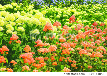 White and pink Annabelle hydrangeas in full bloom White and pink Annabelle hydrangeas in full bloom 139344056