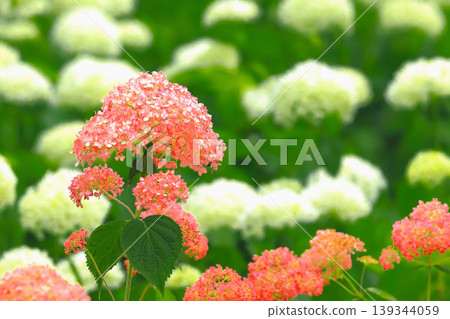 Close-up of pink Annabelle hydrangeas and a cluster of white Annabelle hydrangeas. Close-up of pink Annabelle hydrangeas and a cluster of white Annabelle hydrangeas. 139344059