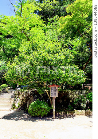 [Fukuoka] Dazaifu in early summer: The sacred tree at Kamado Shrine 139344068