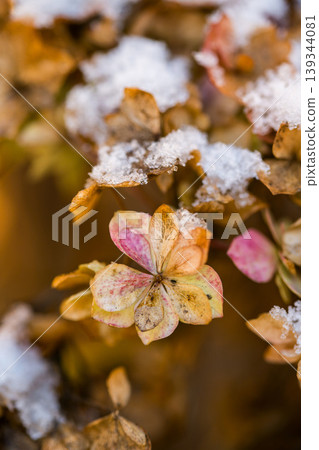 First snow, abstract winter background. Dried hydrangea flowers under snow First snow, abstract winter background. Dried hydrangea flowers under snow 139344081