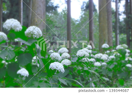 Annabelle hydrangeas in full bloom, competing for attention in the forest. Annabelle hydrangeas in full bloom, competing for attention in the forest. 139344087