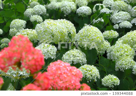 Fresh white and pink Annabelle hydrangeas in full bloom 139344088