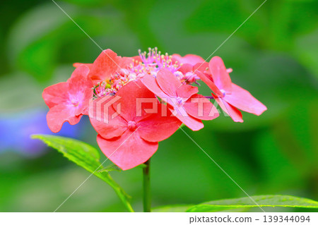 A beautiful lacecap hydrangea with a vibrant red color. A beautiful lacecap hydrangea with a vibrant red color. 139344094