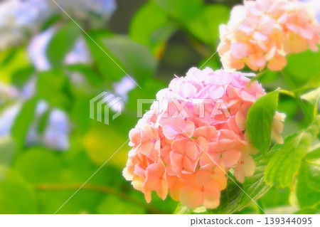 A soft and gentle pale pink hydrangea A soft and gentle pale pink hydrangea 139344095