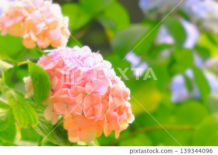 A soft and gentle pale pink hydrangea A soft and gentle pale pink hydrangea 139344096