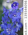 A close-up of delphiniums in full bloom. 139344098