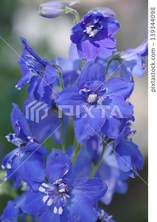 盛開的翠雀花特寫。 139344098