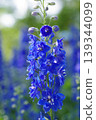 Larkspur in full bloom 139344099