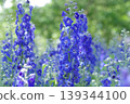 A field of delphiniums in full bloom 139344100