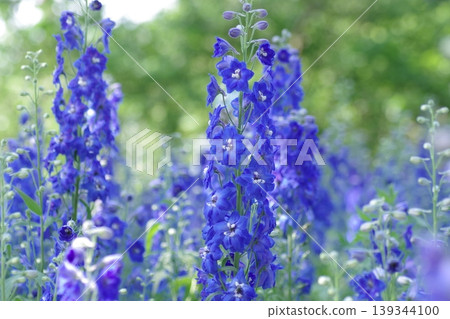 A field of delphiniums in full bloom A field of delphiniums in full bloom 139344100