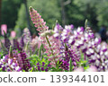 Lupine flowers in full bloom 139344101