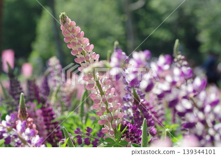 Lupine flowers in full bloom Lupine flowers in full bloom 139344101