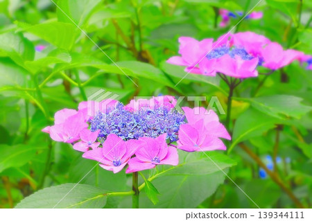 A cool blue hydrangea surrounded by soft, gentle pink. A cool blue hydrangea surrounded by soft, gentle pink. 139344111