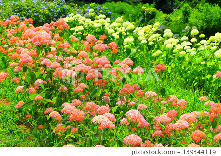 A cluster of vibrant pink and refreshing white Annabelle hydrangeas. A cluster of vibrant pink and refreshing white Annabelle hydrangeas. 139344119
