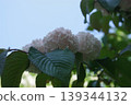 White Odemari 139344132