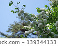 Japanese snowball bush against a blue sky 139344133