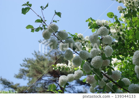 Japanese snowball bush against a blue sky Japanese snowball bush against a blue sky 139344133