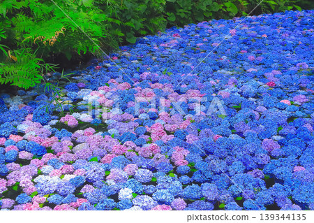 繡球花池塘裡開滿了五彩繽紛的花朵 繡球花池塘裡開滿了五彩繽紛的花朵 139344135