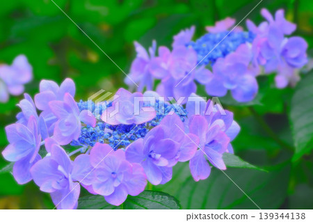雨季盛開的藍色繡球花給人一種寧靜祥和的感覺。 139344138