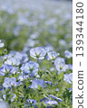Nemophila field in full bloom 139344180