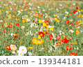 Poppy flower garden in full bloom 139344181