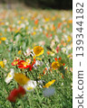Poppy field in full bloom 139344182