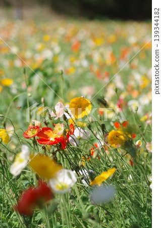 Poppy field in full bloom Poppy field in full bloom 139344182