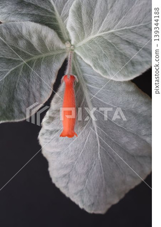 葉片上覆蓋著銀綠色絨毛，開橘色花朵。 139344188