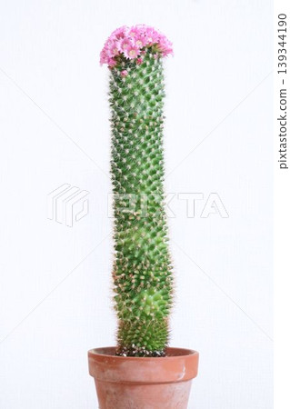 A cactus that produces small pink flowers. A cactus that produces small pink flowers. 139344190