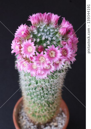 A cactus that produces small pink flowers. A cactus that produces small pink flowers. 139344191