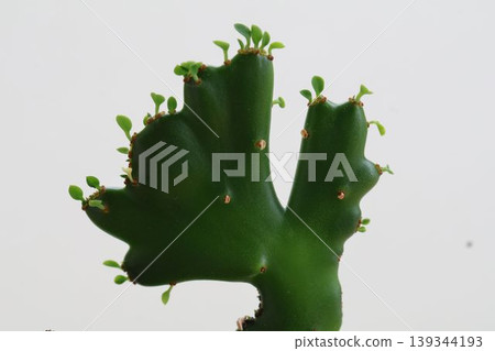 大自然孕育的無數微小嫩芽，構成了現代藝術。 139344193